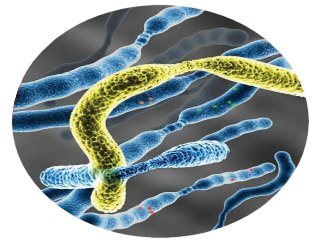 immune biomarkers