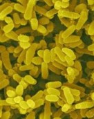 Mycobacterium Leprae
