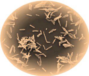 mycobacterium leprae