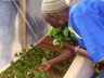 Centre for Nursery Development and Eru Propagation (CENDEP)