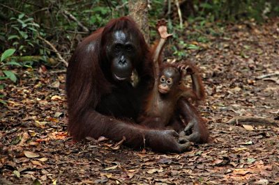 Disrupting illegal ape trade, Indonesia