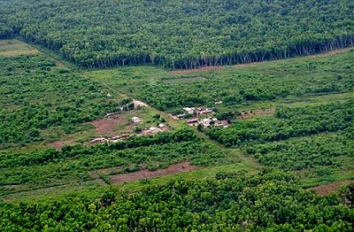 Reforestation result near Mampu, seen from the air