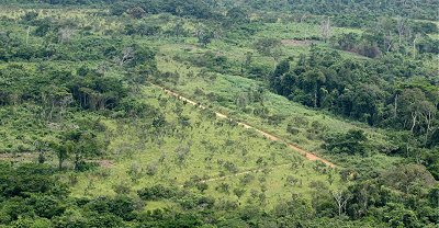 Illegale houtkap in de Equateur provincie, D.R. Congo