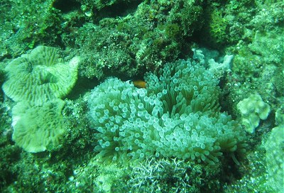 10% meer koraaldekking gemeten in de Lamit Baai aan het eind van dit project (juli 2010)