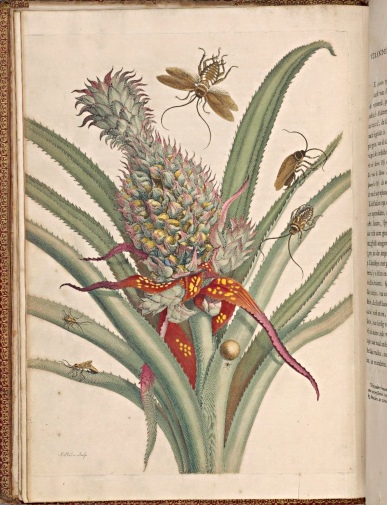 Maria Sybilla Merian, Over de Voortteeling en Wonderbaerlyke Veranderingen Der Surinaemsche Insecten; De Europische Insecten, Amsterdam, 1719, Coll. Library of Trinity College Dublin
