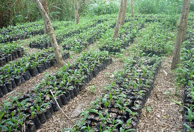 Nursery met economisch interessante boomsoorten voor analoge herbebossing, Missahoe bosreservaat, Togo