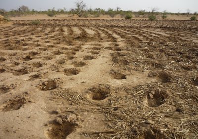 Trees for the Sahel, Regreening North Burkina Faso 2015-2018
