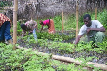 Bosbehoud in kleinschalige cacao plantages, Wassa Amenfi district, Ghana