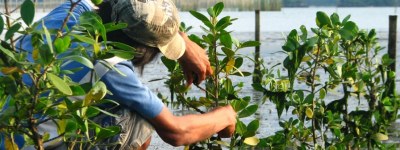 Effectief herstel van mangroven, Filippijnen