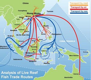 Analyse van handelsroutes voor levende koraalrifvissen in de Koraaldriehoek
