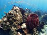 Pacific Environment